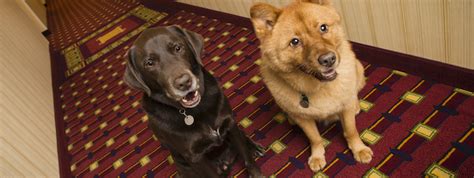 la quinta inns pet policy|Pet.